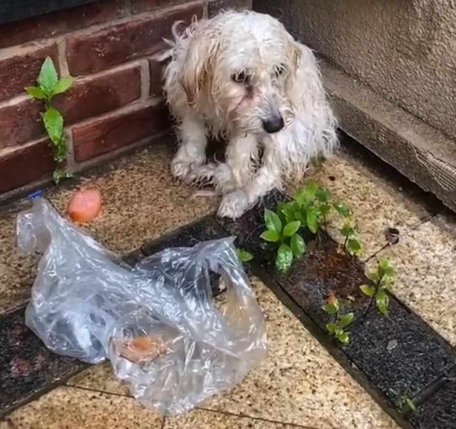 Foto eines Welpen der im Regen zittert