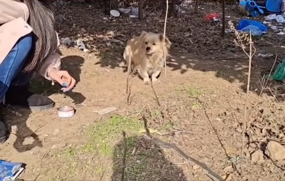 Frau gibt einem Hund Futter