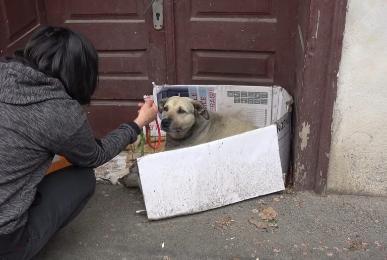 Frau mit streunendem Hund