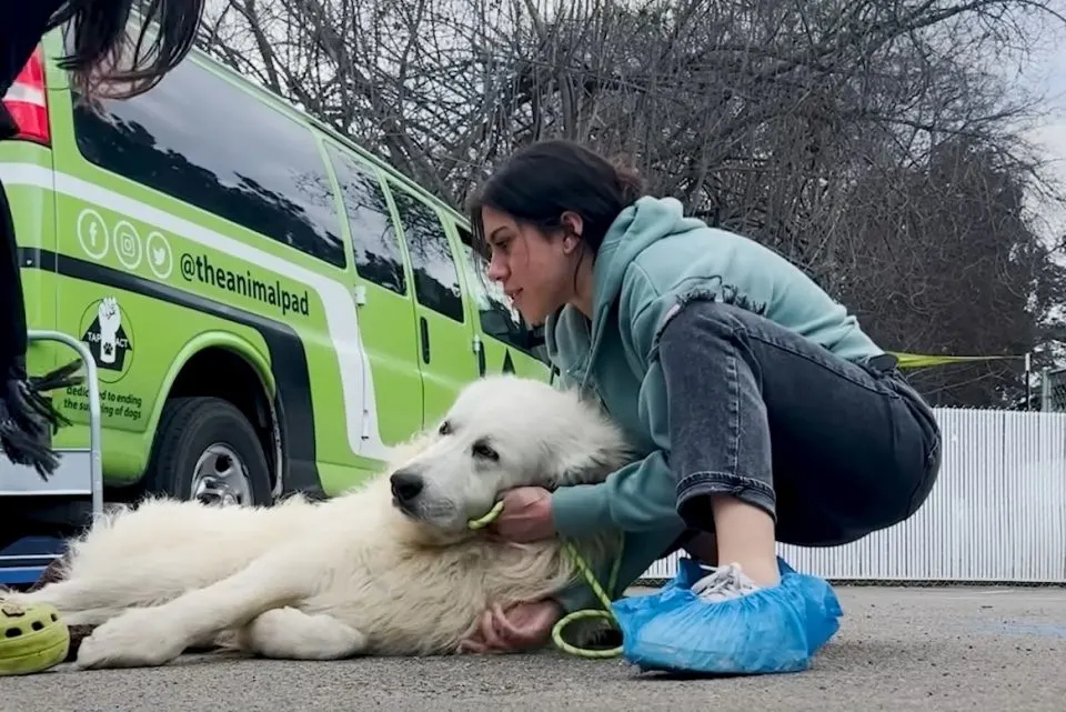 Frauen versuchen einen Hund zu bewegen