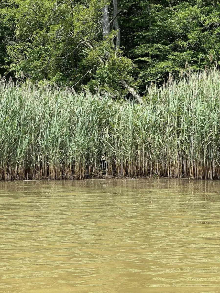 Großes Grass im Fluss