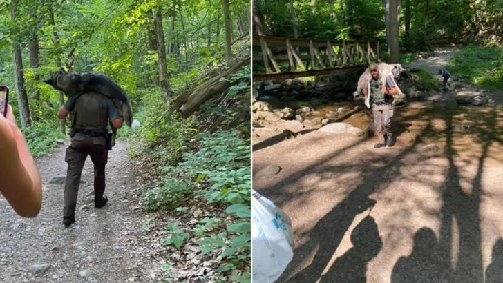 Helden-Föster trägt einen Deutschen Schäferhund kilometerweit, um sein Leben zu retten