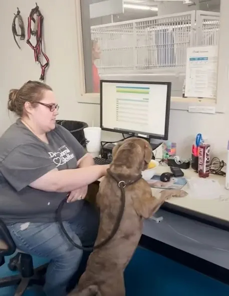 Hund an einem Schreibtisch mit einer Frau