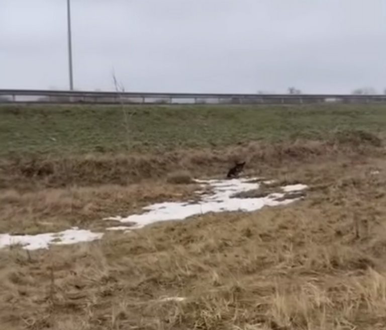 Hund auf einem Feld