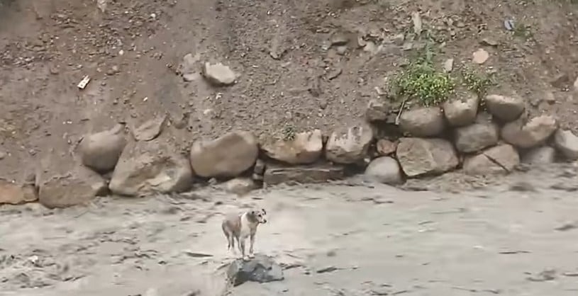 Hund auf einem Felsen mitten im reissenden Fluss