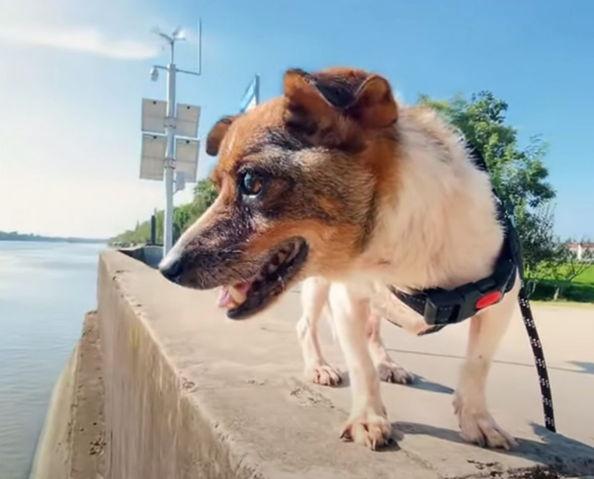 Hund auf einem Spaziergang