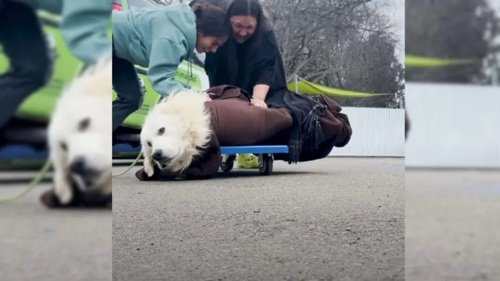 Hund aus Welpenmühle war zögerlich, als er seine Retter traf, aber sie gaben ihn nicht auf