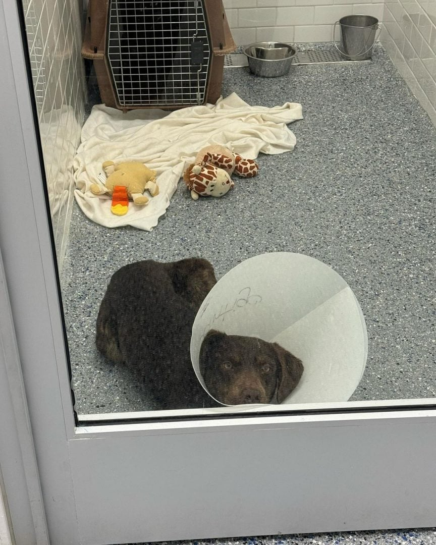 Hund aus dem Tierheim traegt ein Huetchen