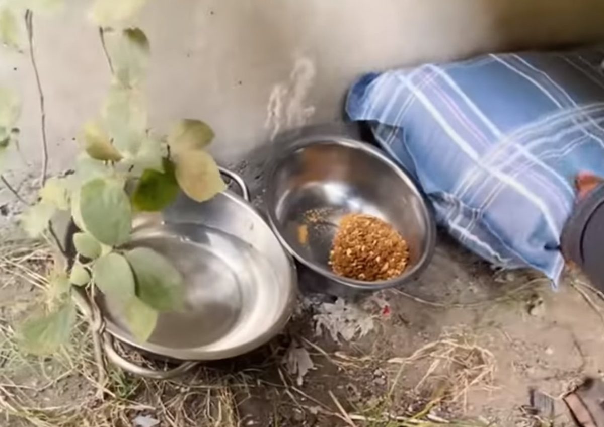 Hund bekommt Futter und ein Kissen