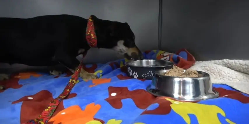 Hund bekommt Wasser und Futter