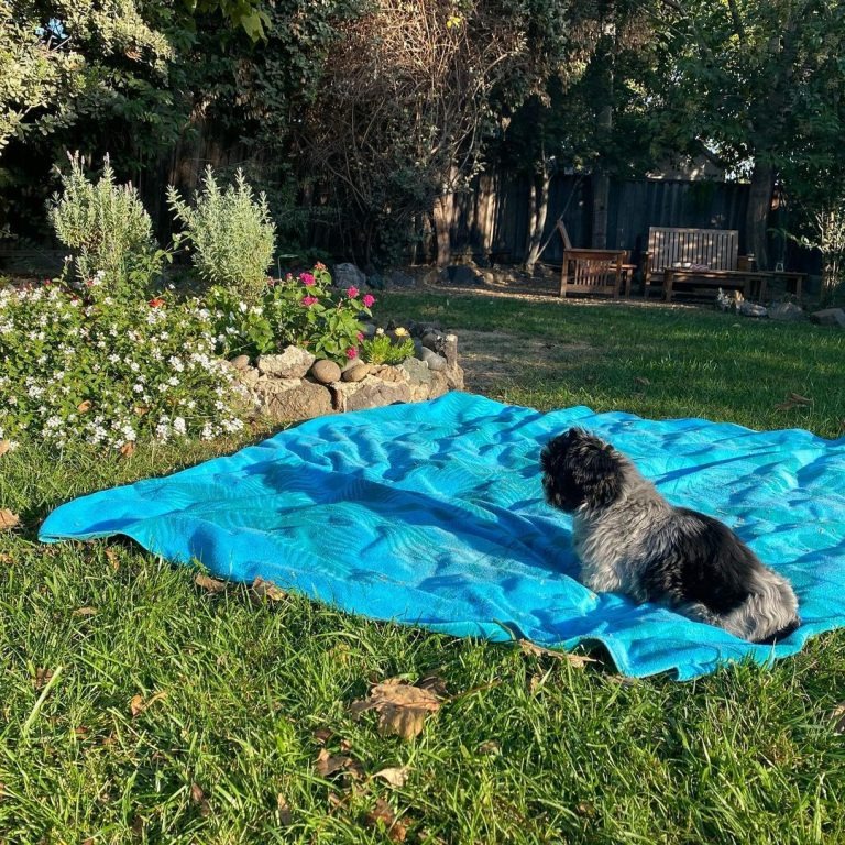 Hund der auf einem blauen Teppich liegt