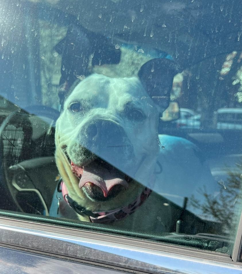 Hund im Auto