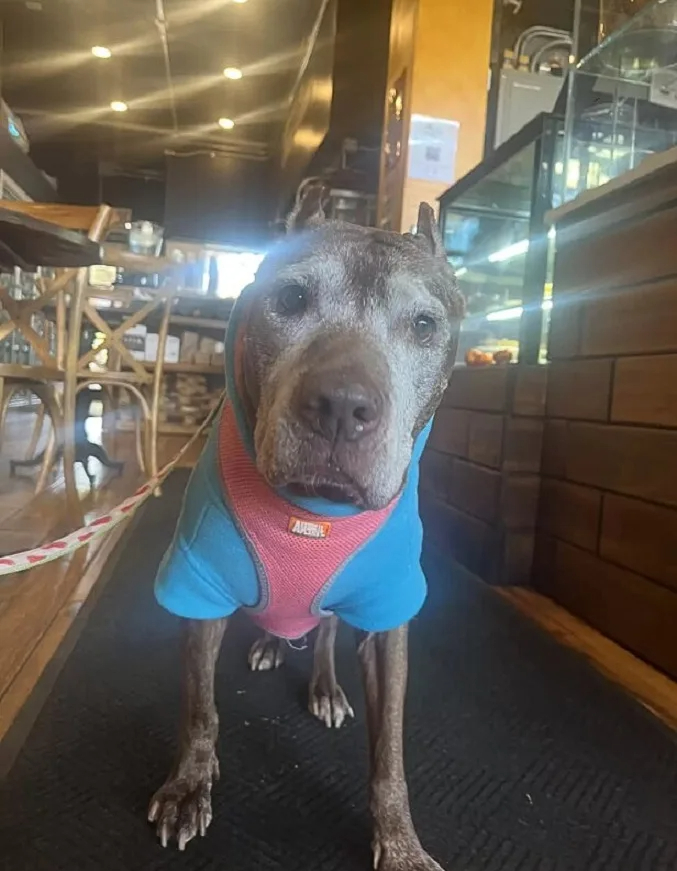 Hund im blauen Shirt