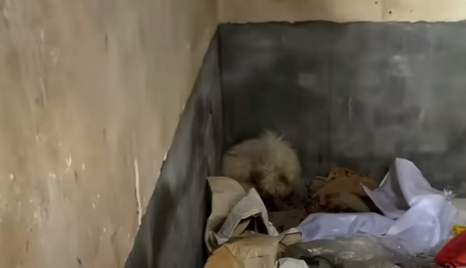 Hund in der Ecke eines verlassenen Hauses
