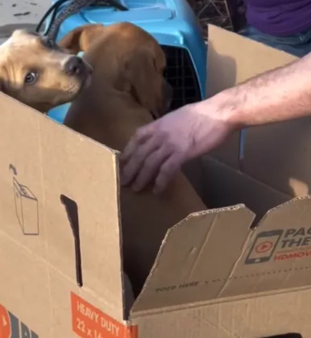 Hund in einer Box