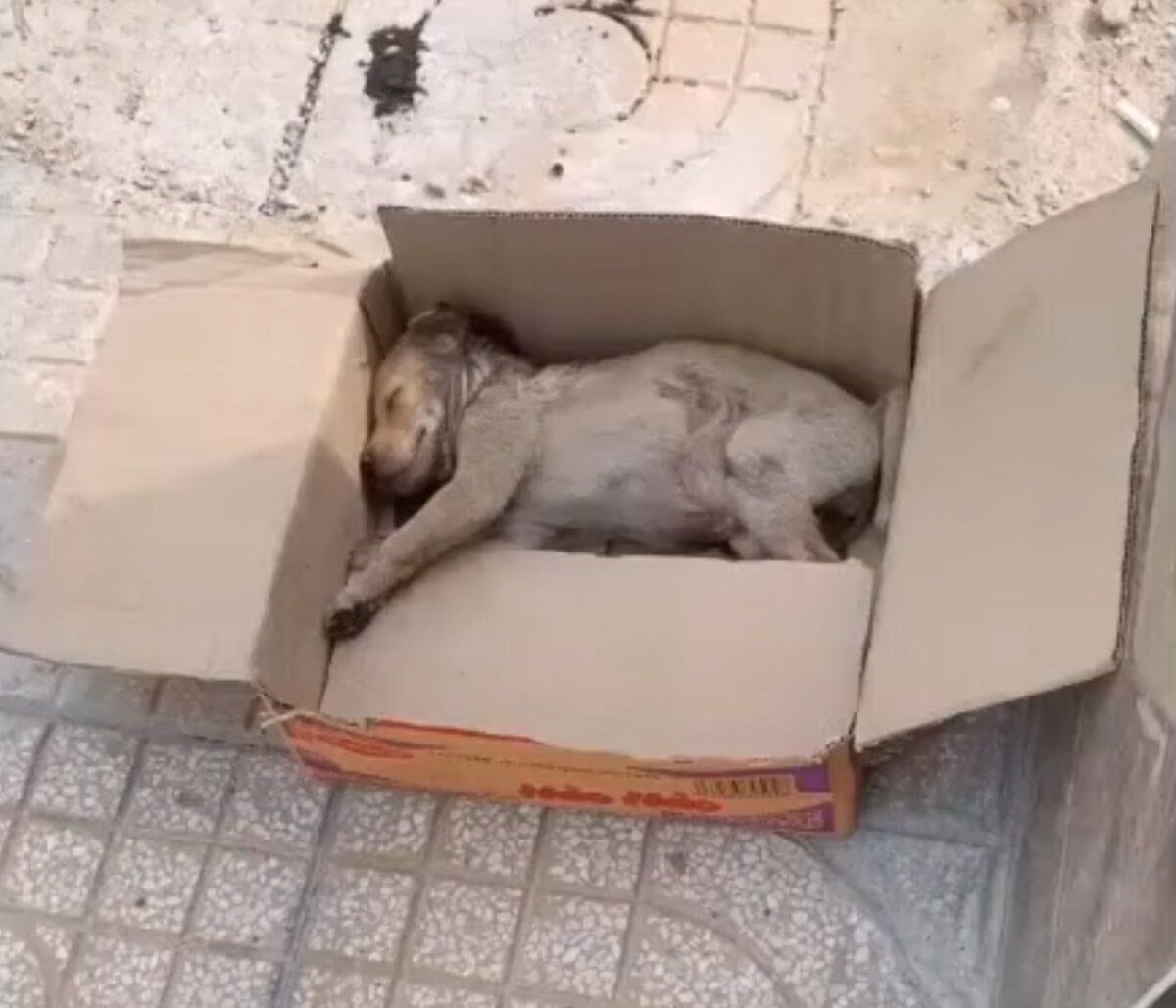 Hund in einer Kiste
