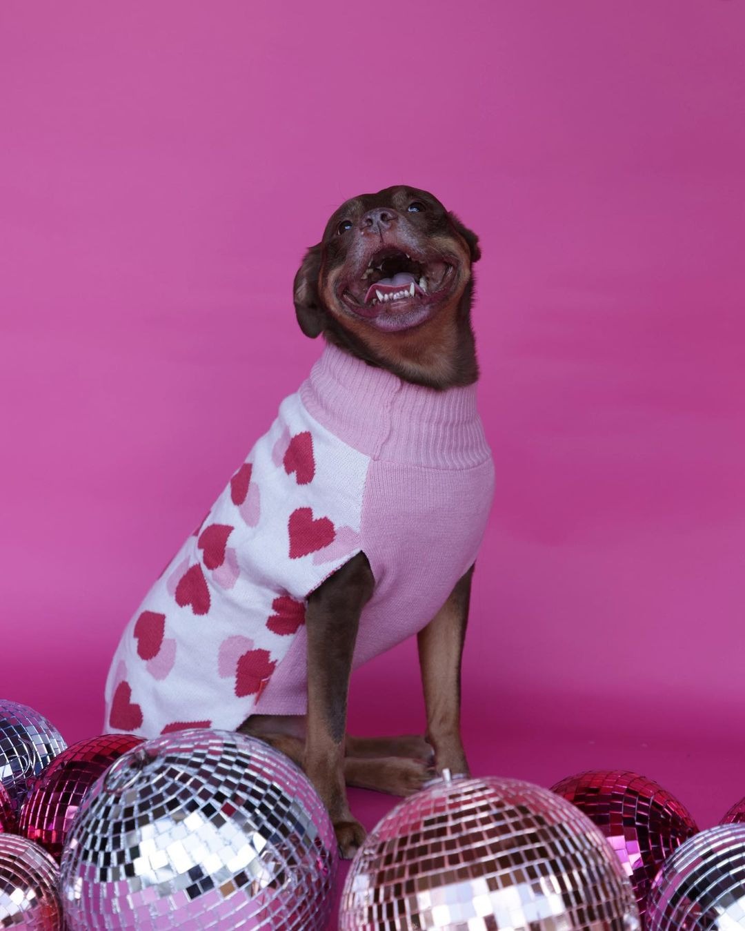 Hund in rosa Pullover vor Discokugeln