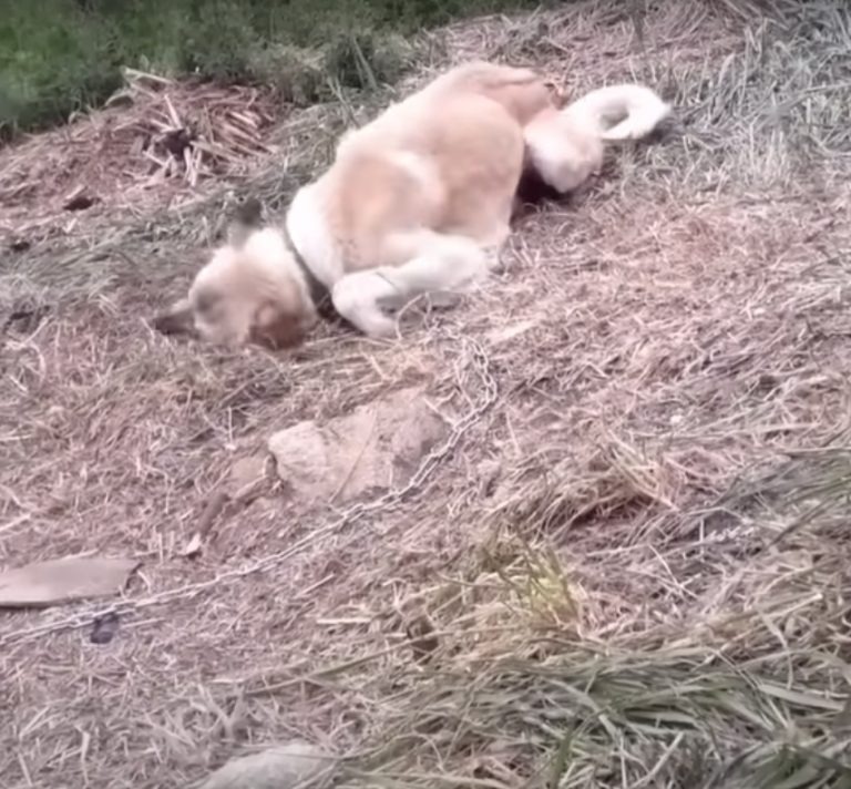 Hund liegt auf Gras