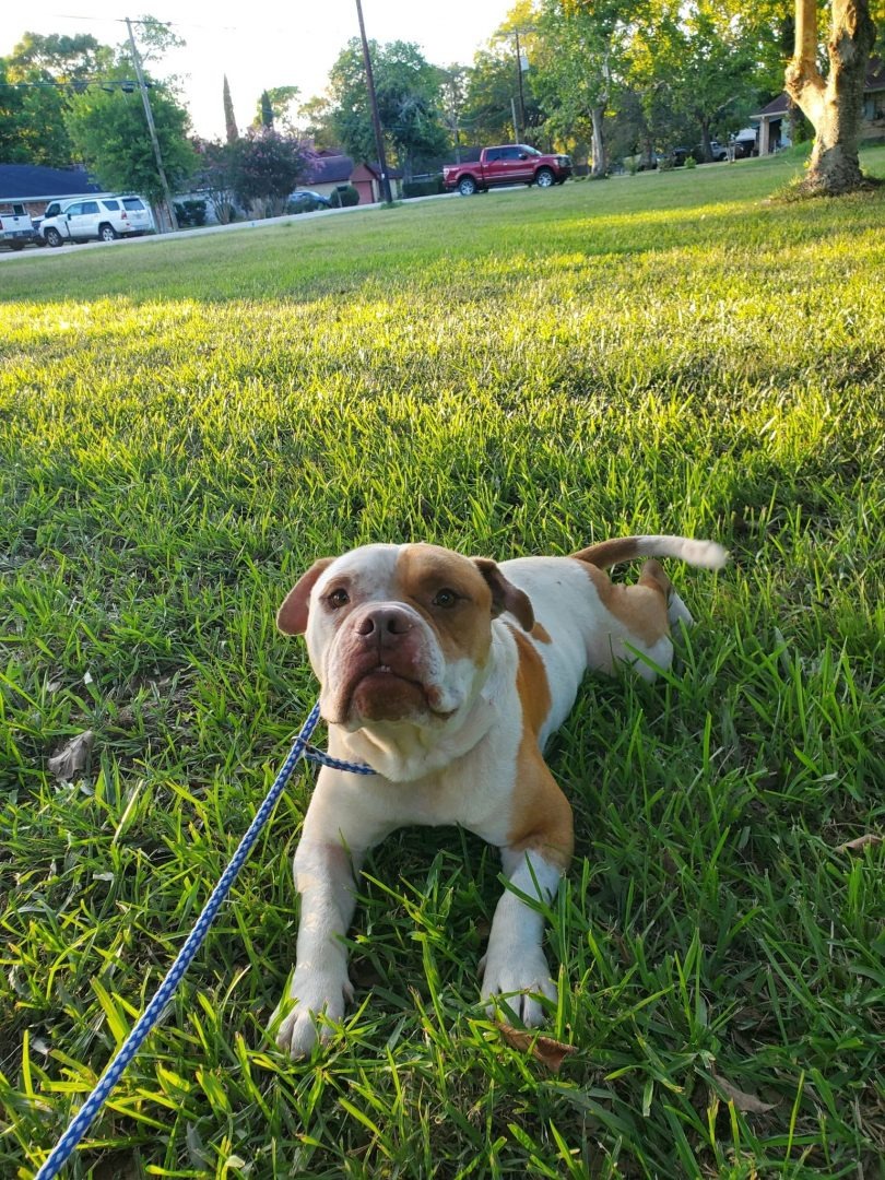 Hund liegt auf Gras