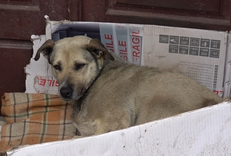 Hund liegt auf Karton