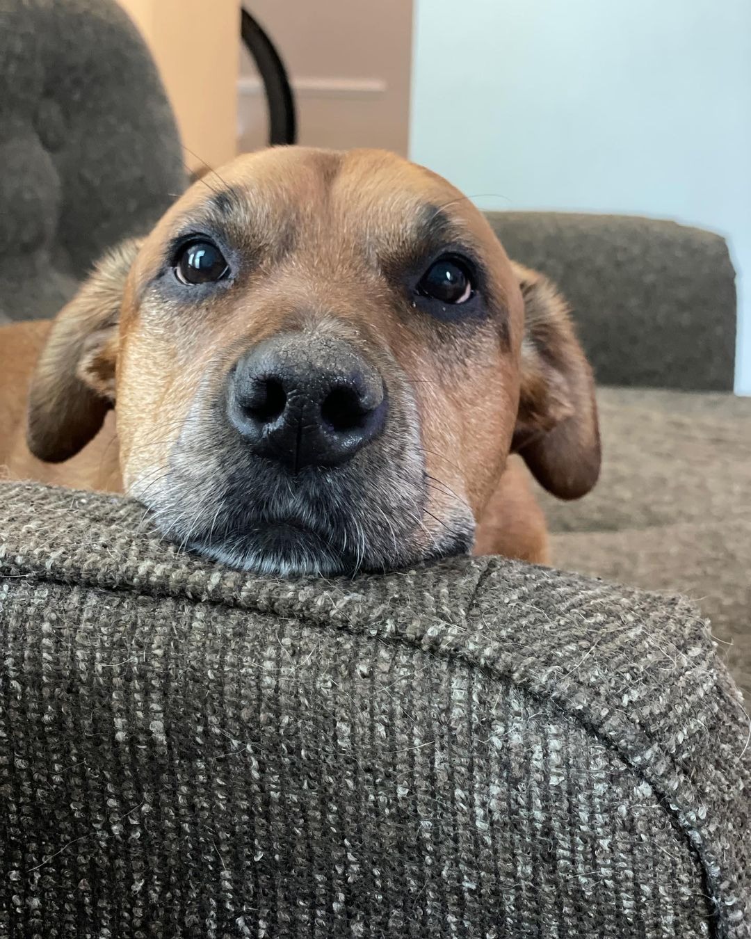 Hund liegt auf Sofa