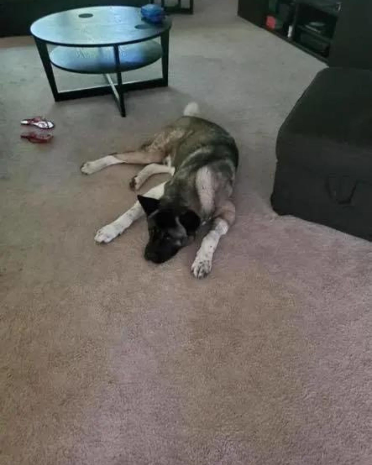 Hund liegt auf dem Teppich im Wohnzimmer