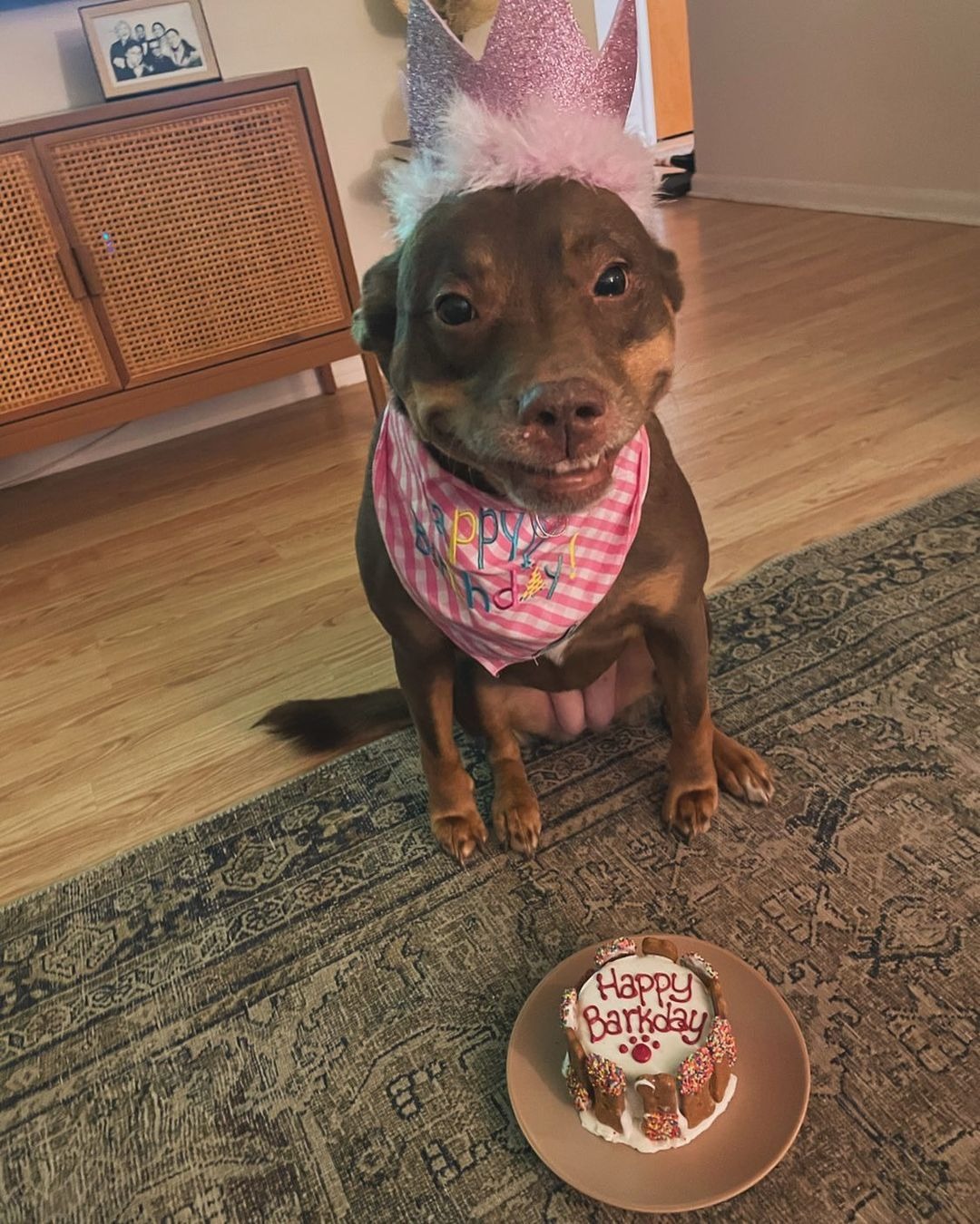 Hund mit Partyhut und Geburtstagskuchen