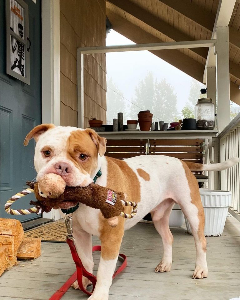 Hund mit Spielzeug im Maul