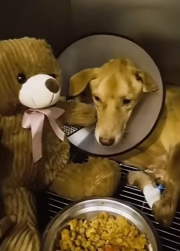 Hund mit einem Schutzkragen liegt neben Futter
