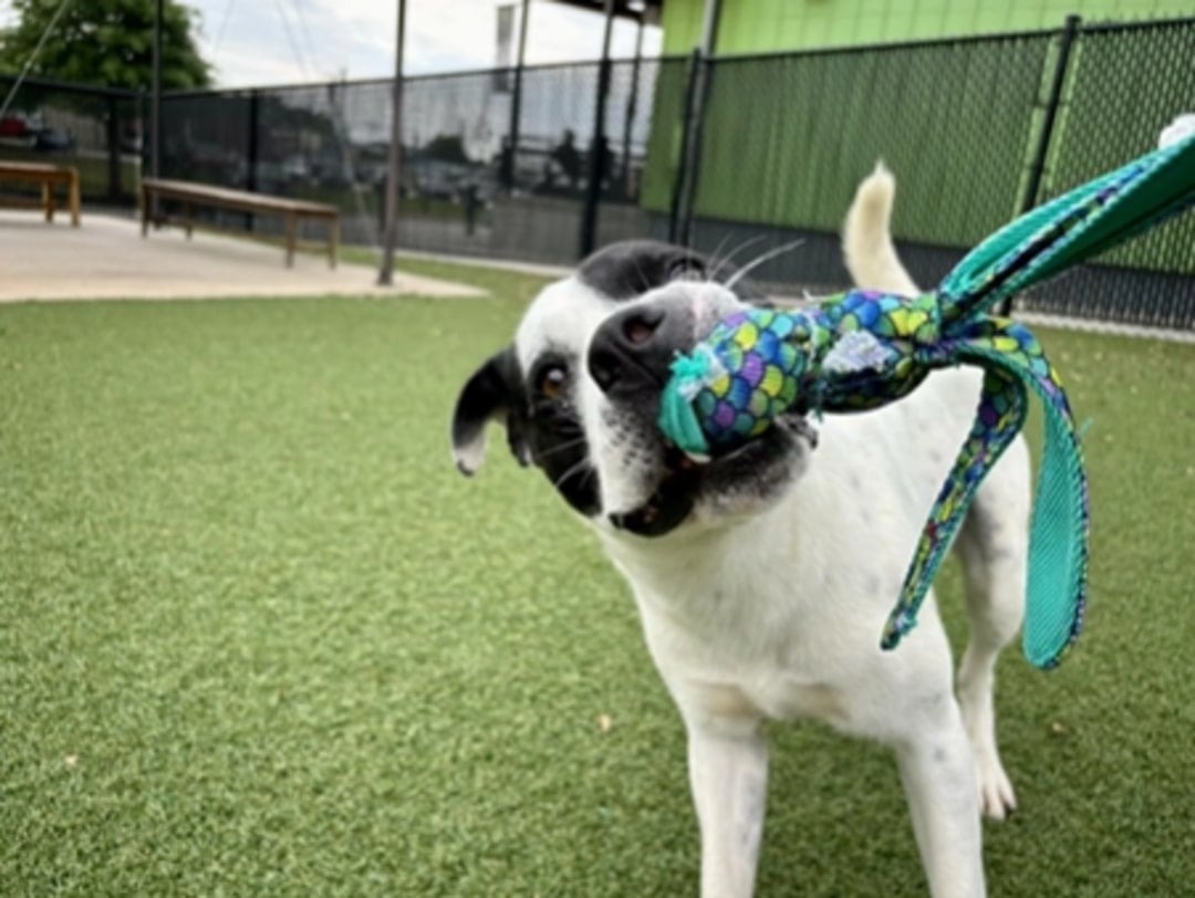 Hund mit seinem Spielzeug