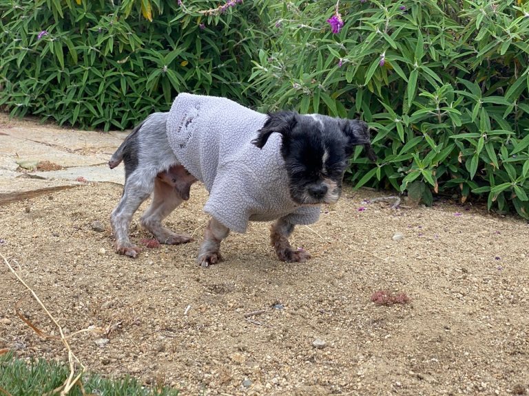 Hund mit seiner neuen Kleidung