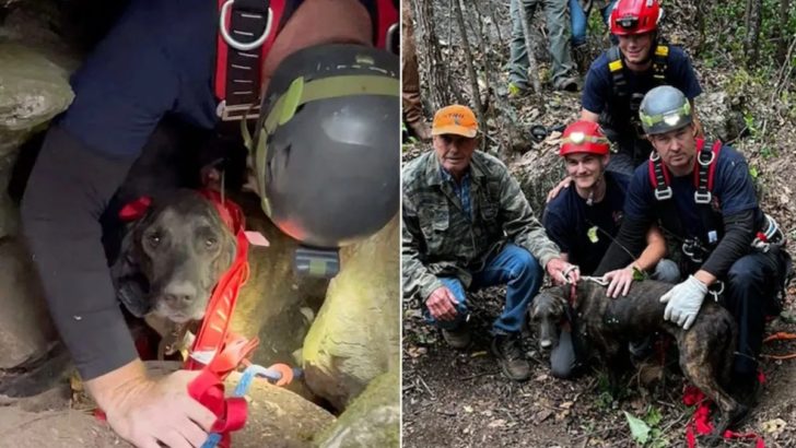 Hund saß drei Tage lang mit einem Bären in einer Höhle fest, bevor die Retter ihm helfen konnten