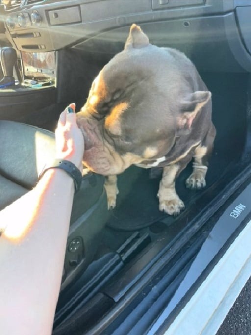 Hund schnueffelt an Frauenhand
