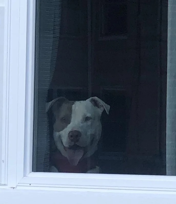 Hund sieht aus einem Fenster heraus