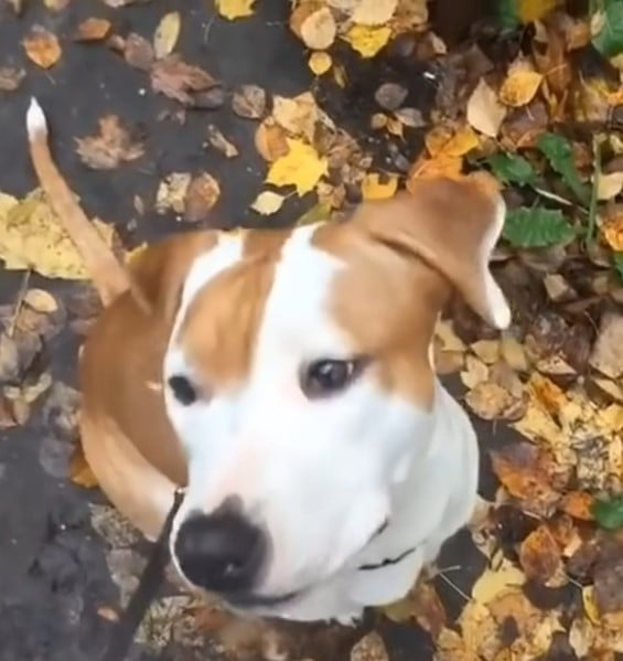 Hund sitzt auf Laub