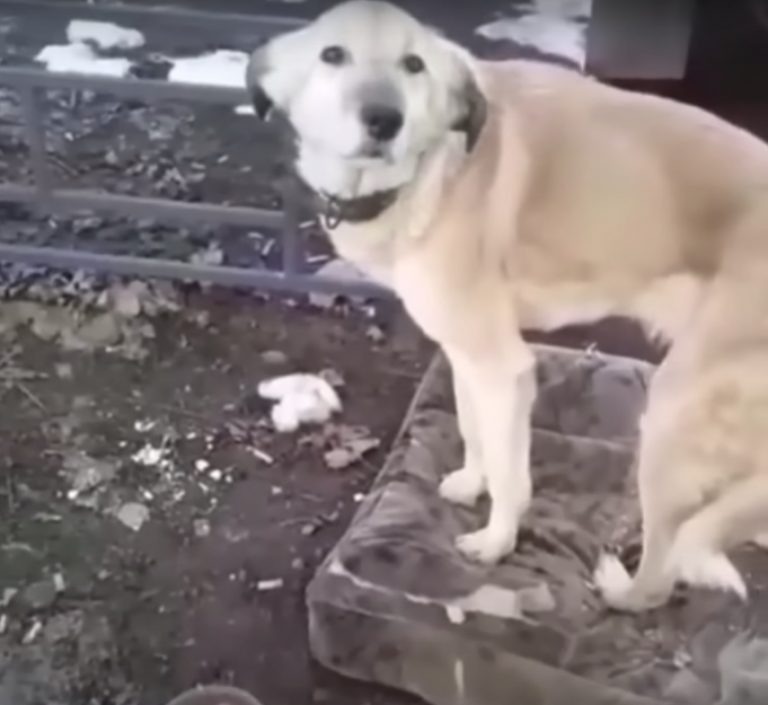 Hund sitzt auf einem Kissen