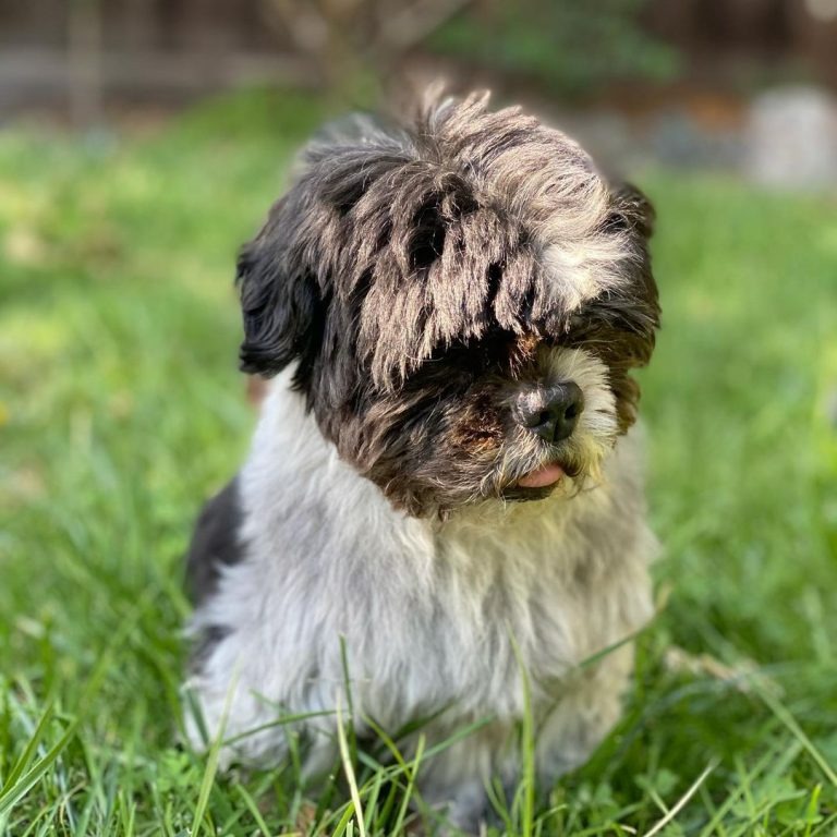 Hund sitzt auf einer Wiese