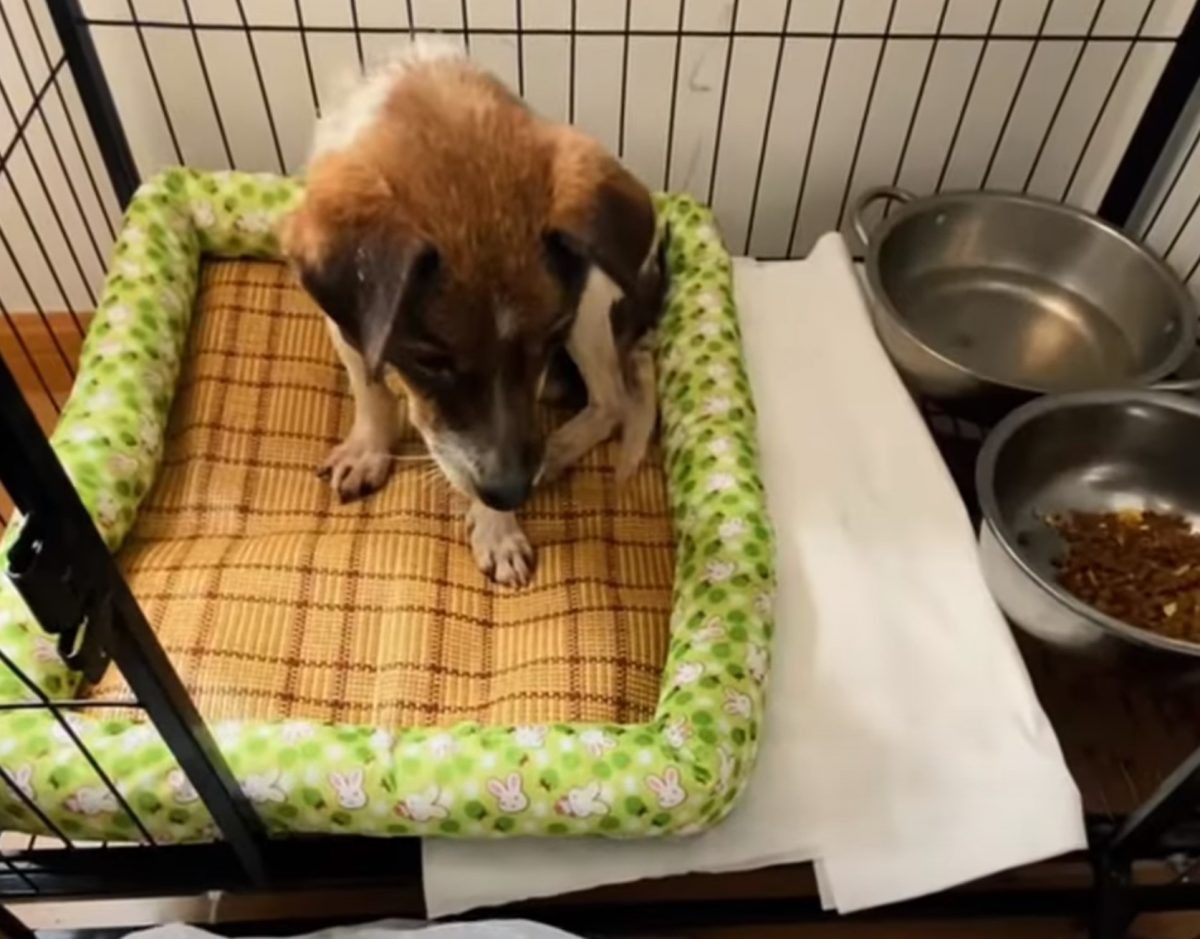 Hund sitzt im Hundebett