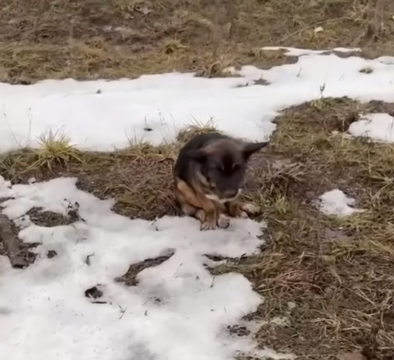 Hund sitzt im Schnee