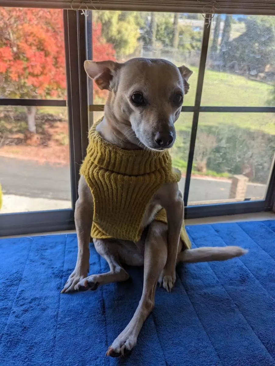 Hund sitzt vor einem Fenster