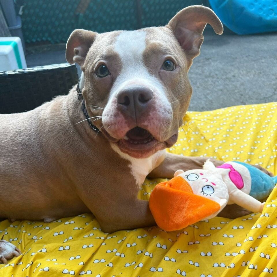 Hund spielt mit Spielzeug