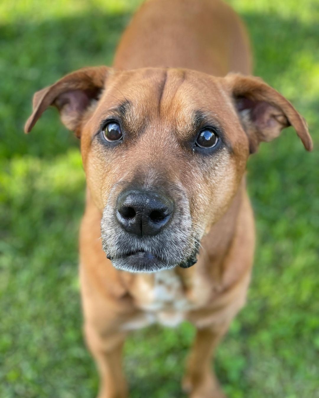 Hund steht auf Gras