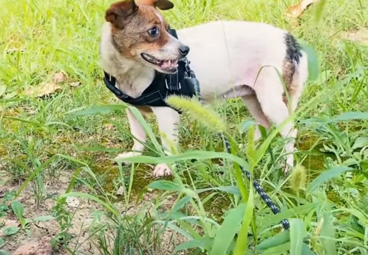 Hund steht im Gras