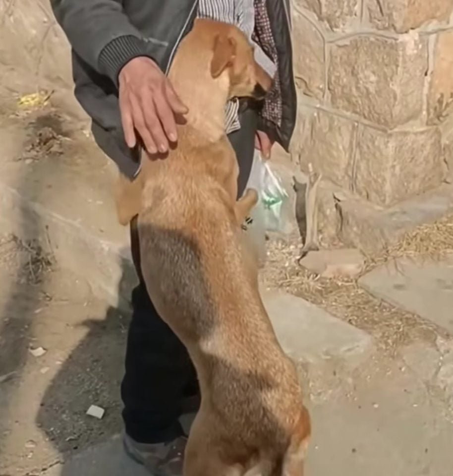 Hund umarmt Mann
