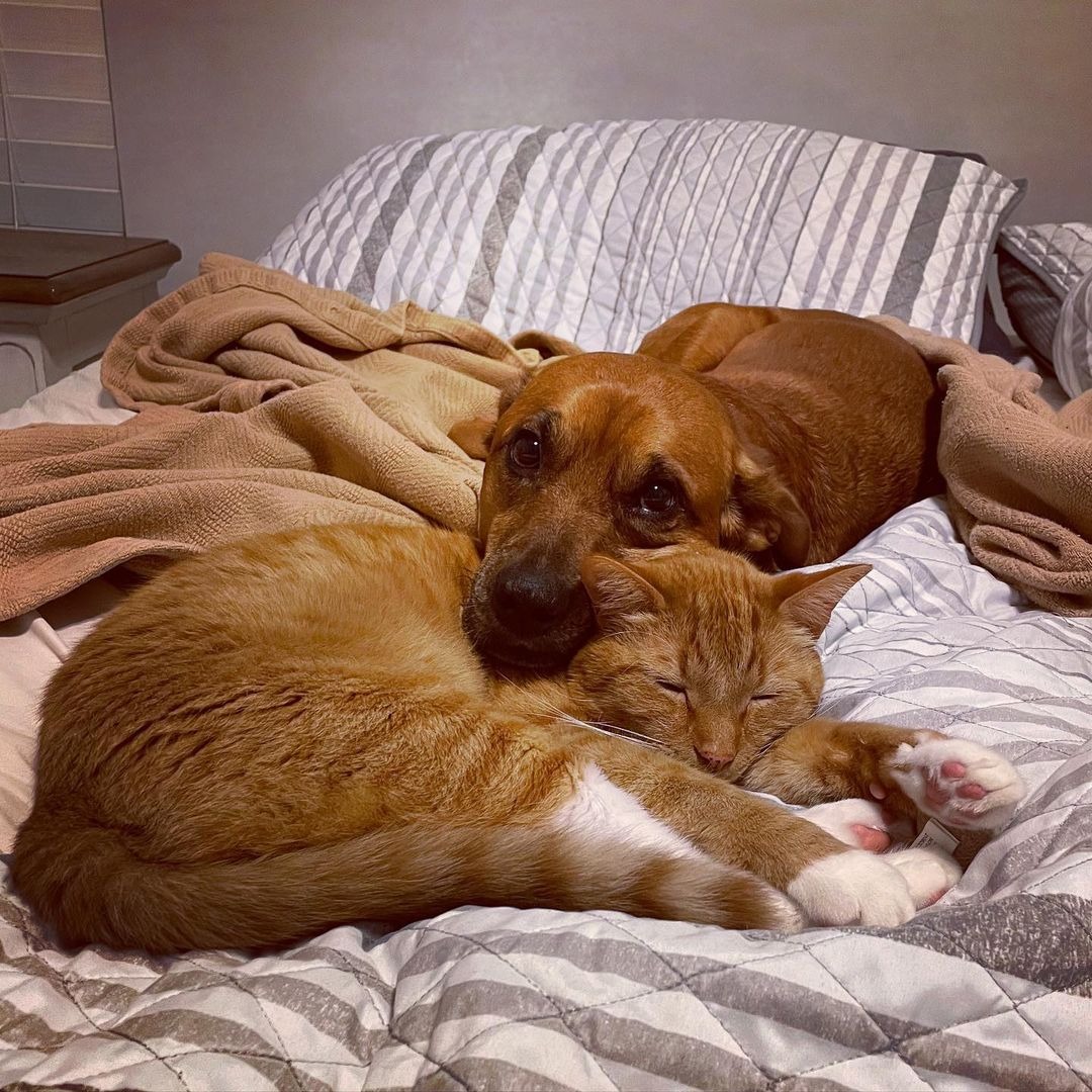 Hund und Katze liegen auf Bett