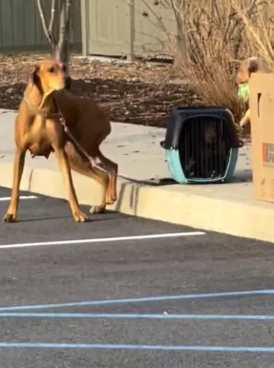 Hunde auf der Strasse