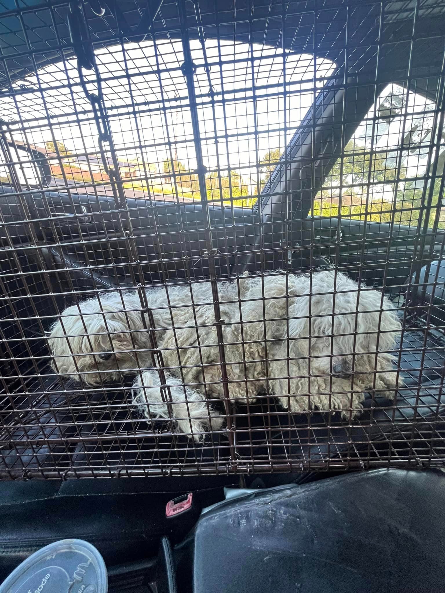 Hunde im Kaefig beim Fahren im Auto