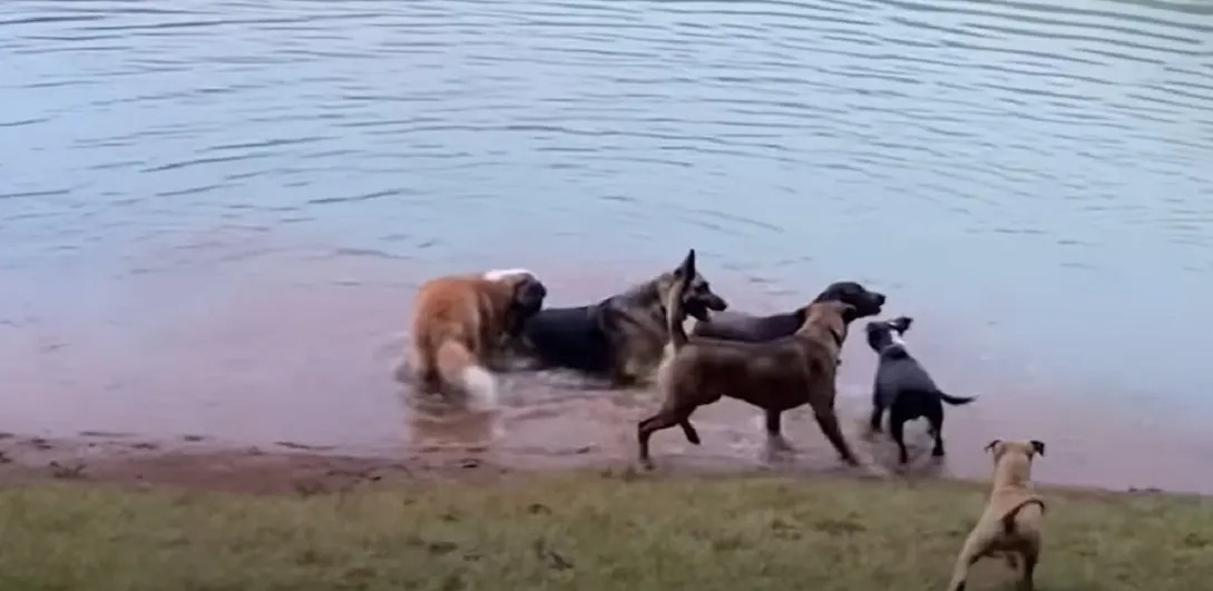 Hunde spielen im See