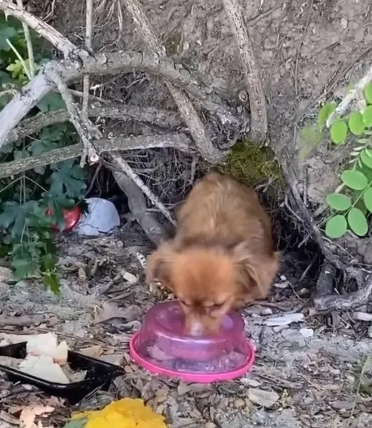 Hundemama bekommt Wasser