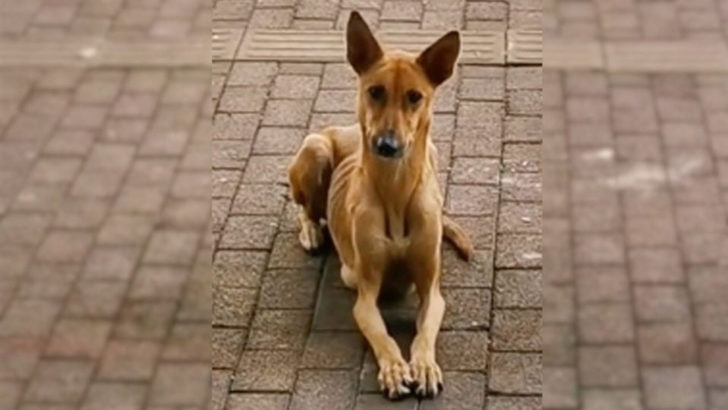 Hundemama bettelt vor einem Restaurant um Futter für ihre Welpen und jemand beschließt zu helfen